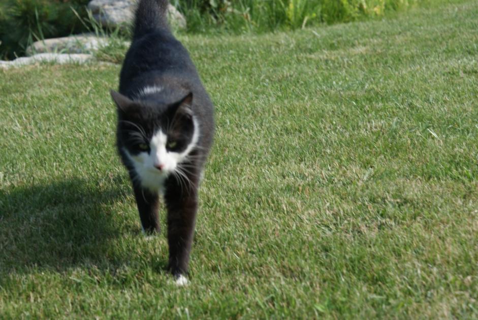 Vermisstmeldung Katze Männliche , 14 jahre Sonnaz Frankreich