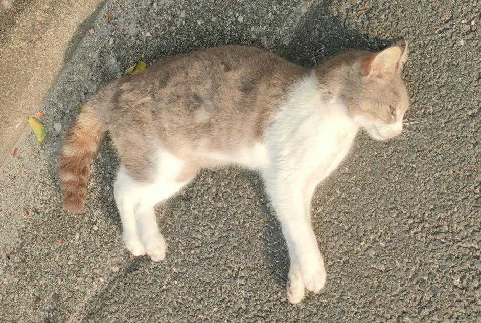 Discovery alert Cat Unknown Saint-Médard-en-Jalles France