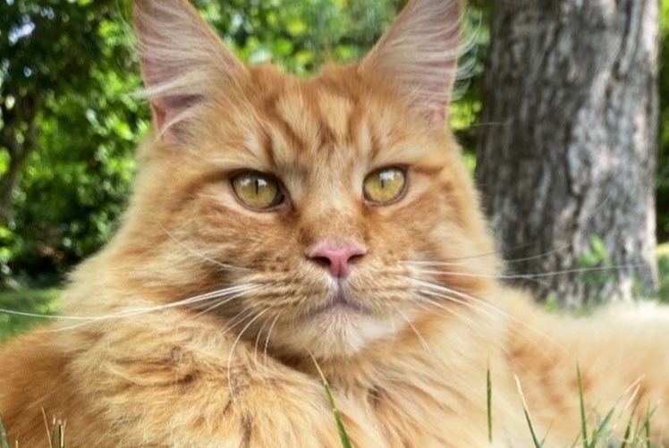 Alerta de Desaparición Gato  Macho , 4 años La Frette-sur-Seine Francia