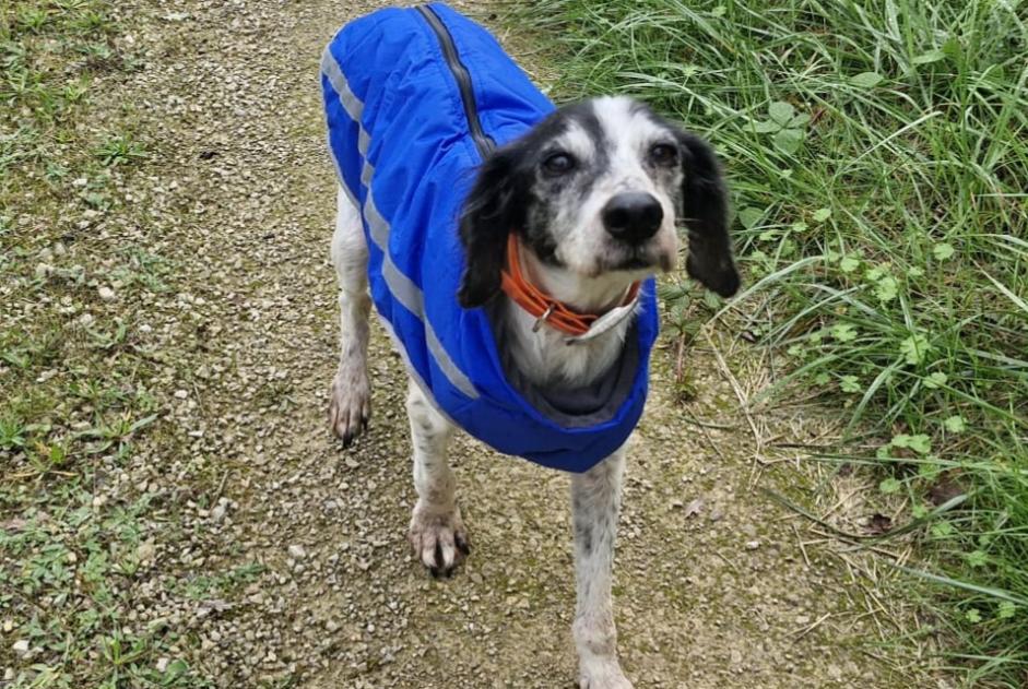 Alerte Disparition Chien croisement Femelle , 11 ans Puylagarde France