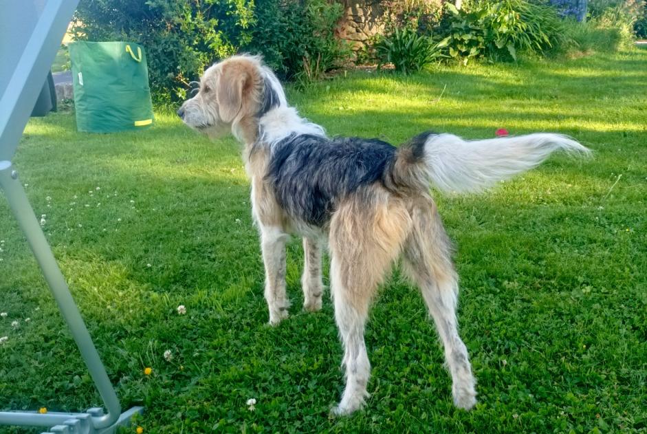 Ontdekkingsalarm Hond Onbekend , 4 jaar Guénin Frankrijk
