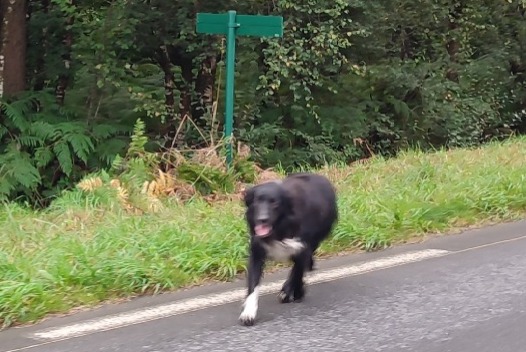 Alerta descoberta Cão Desconhecido Plouaret France