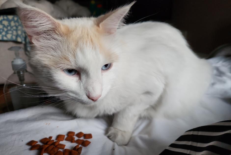 Alerta desaparecimento Gato  Macho , 3 anos Rosny-sous-Bois France